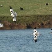 Pied Avocet