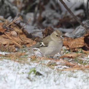 Eurasian Chaffinch