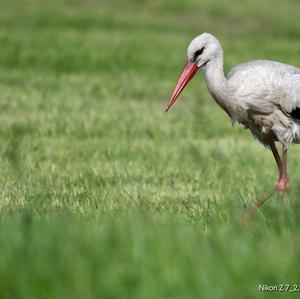 White Stork