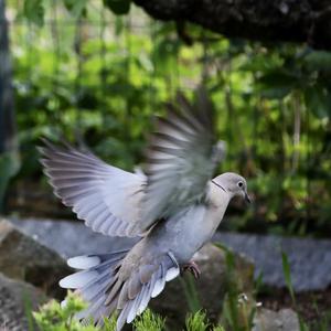 Eurasian Collared-dove