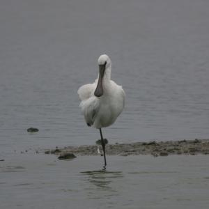 Eurasian Spoonbill