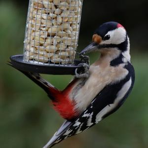 Great Spotted Woodpecker