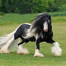 Gypsy Vanner Horse