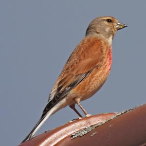 Eurasian Linnet