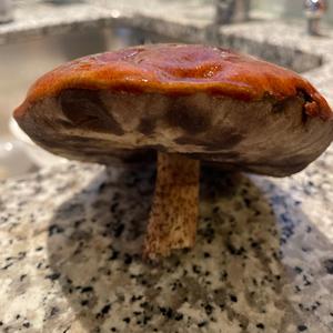 Orange Birch Bolete