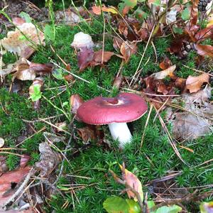 Tall Russula