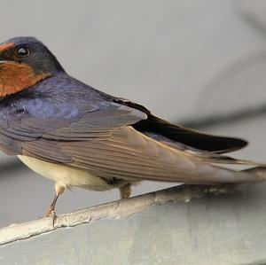 Barn Swallow