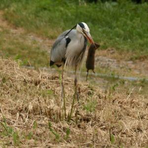 Grey Heron