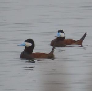 Ruddy Duck