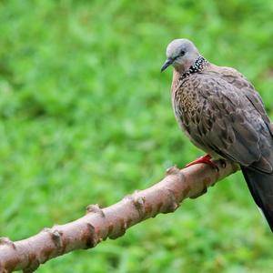 Spotted Dove