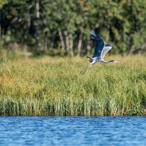 Grey Heron