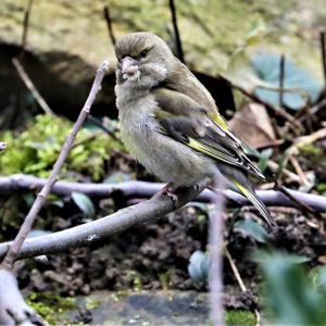 European Greenfinch