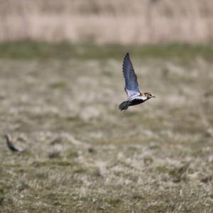 Eurasian Golden Plover