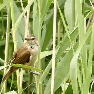 Great Reed-warbler