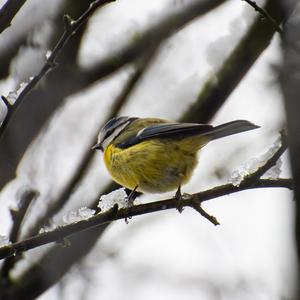 Blue Tit