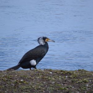 Great Cormorant