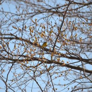 Nashville Warbler