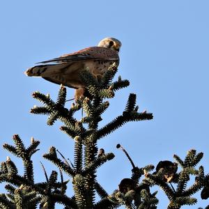 Common Kestrel