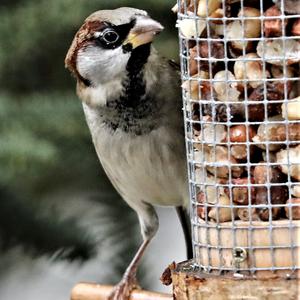 House Sparrow