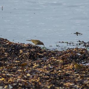 Rock Pipit