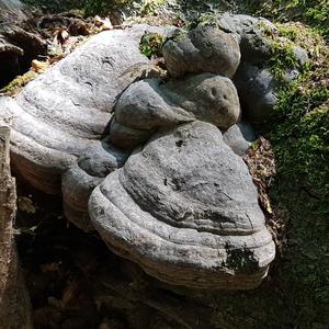 Tinder Polypore