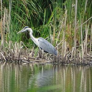 Grey Heron