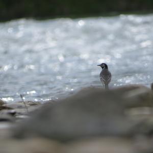 White Wagtail