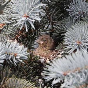 European Greenfinch