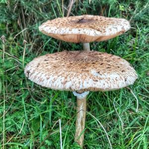 Parasol Mushroom