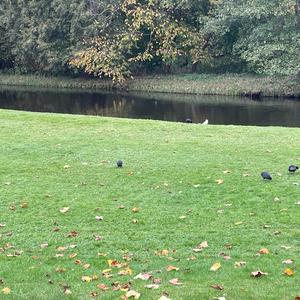 Common Coot