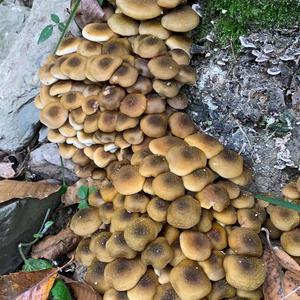 Honey Fungus