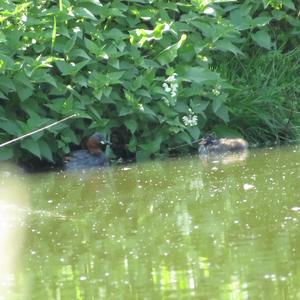 Little Grebe