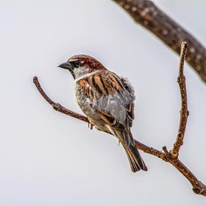 House Sparrow