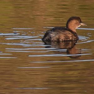 Little Grebe