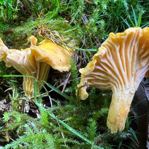 Chanterelle, Common