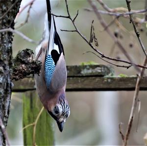 Eurasian Jay