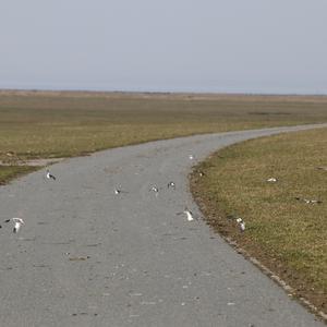 Snow Bunting