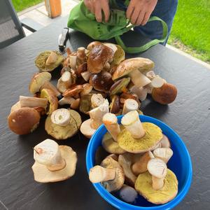 Summer Bolete