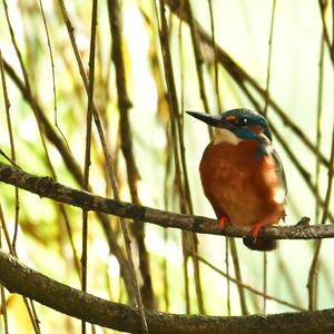 Common Kingfisher