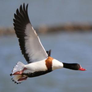 Common Shelduck