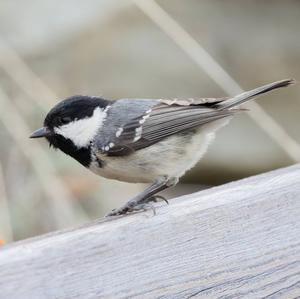 Coal Tit