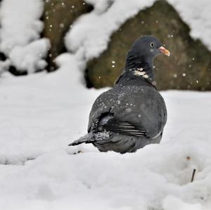 Common Wood-pigeon