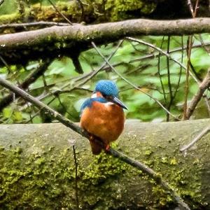 Common Kingfisher