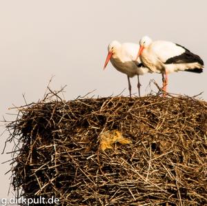 White Stork