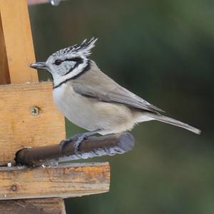 Crested Tit