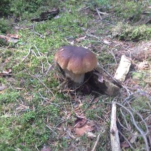 Summer Bolete