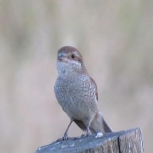 Red-backed Shrike