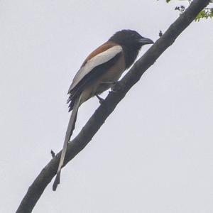 Rufous Treepie