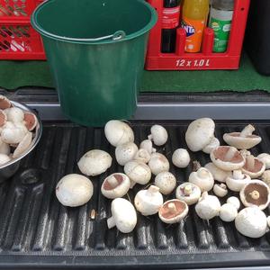 Meadow Agaric