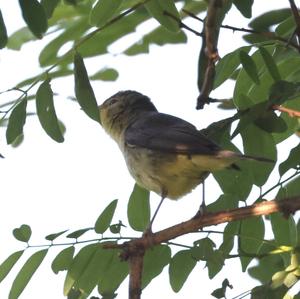 Melodious Warbler